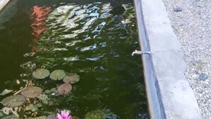 A small pond with lily pads and a pink flower, surrounded by a concrete edge and a red fence. - Comfortable, Great and Cheap (Palu)