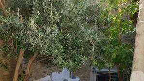 A patio area with a wooden table, a potted plant, and a stone wall. - La Félicita - Charming gîte near Narbonne (Moussan)
