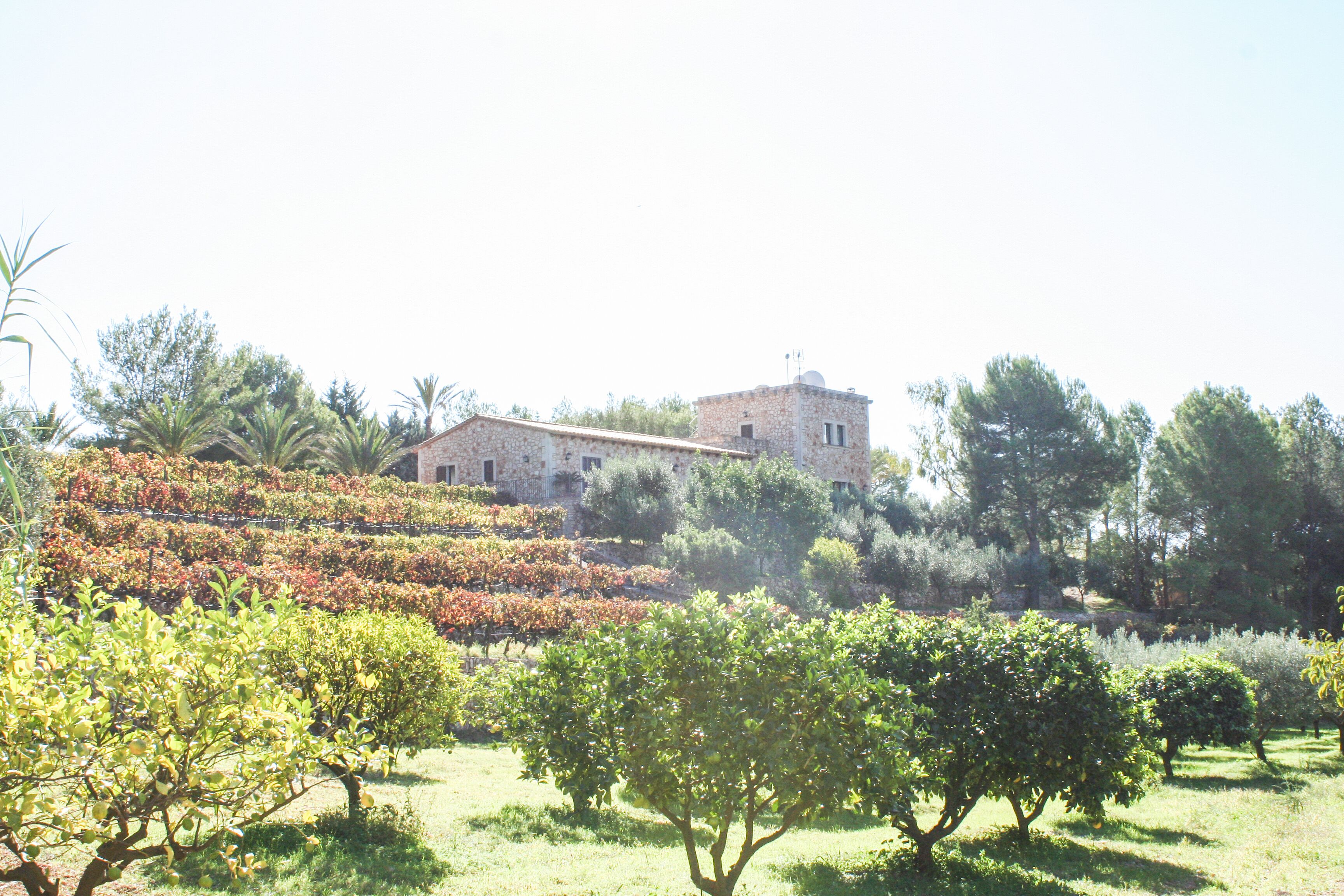 A stone building with a tower, surrounded by a garden with various plants and trees.