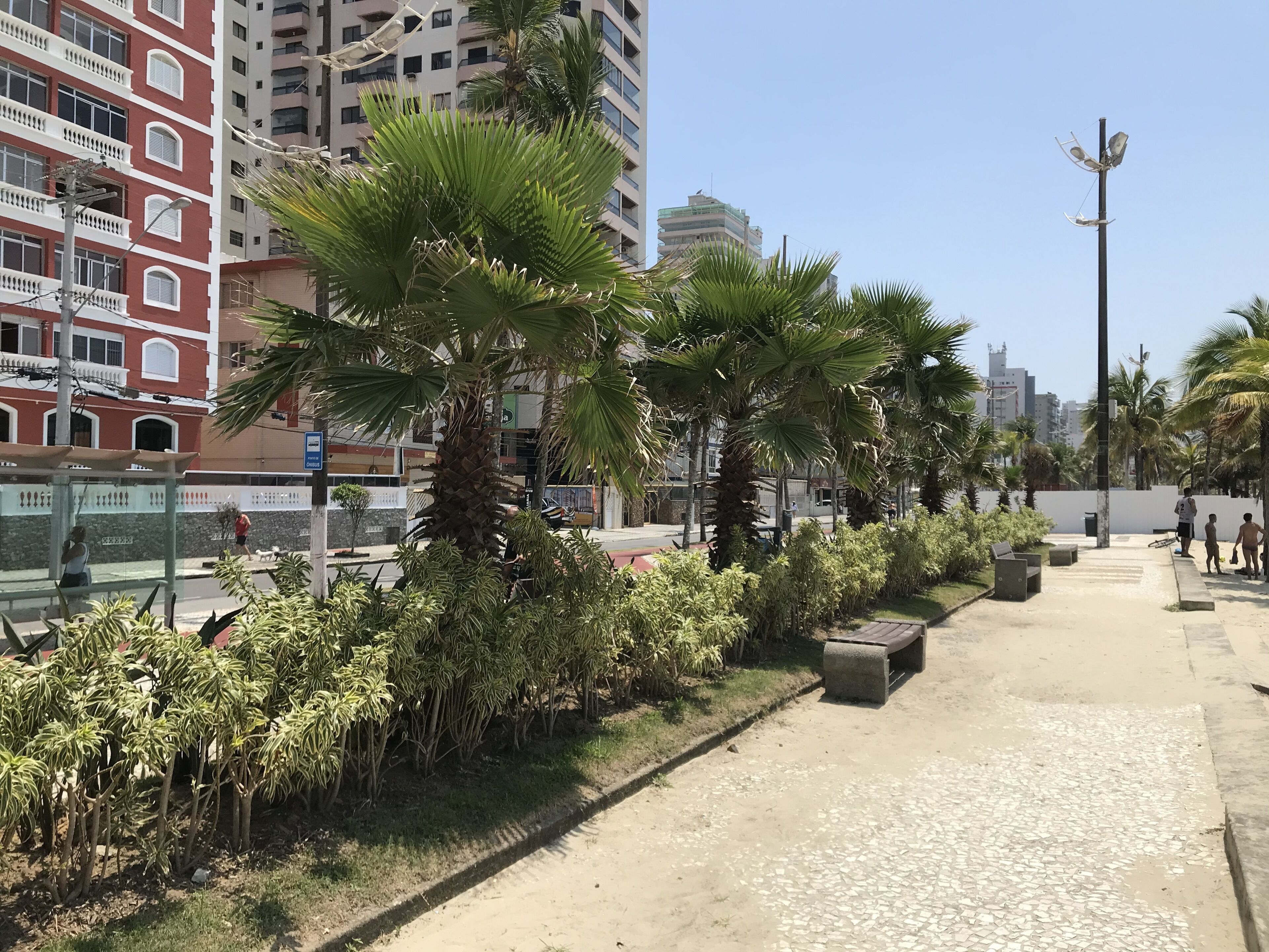 Un sendero bordeado de palmeras y un edificio con balcones.