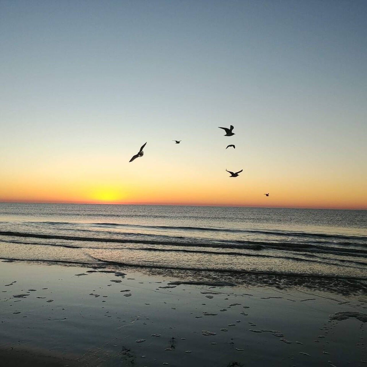 Eine Strandansicht mit Wellen und fliegenden Vögeln.