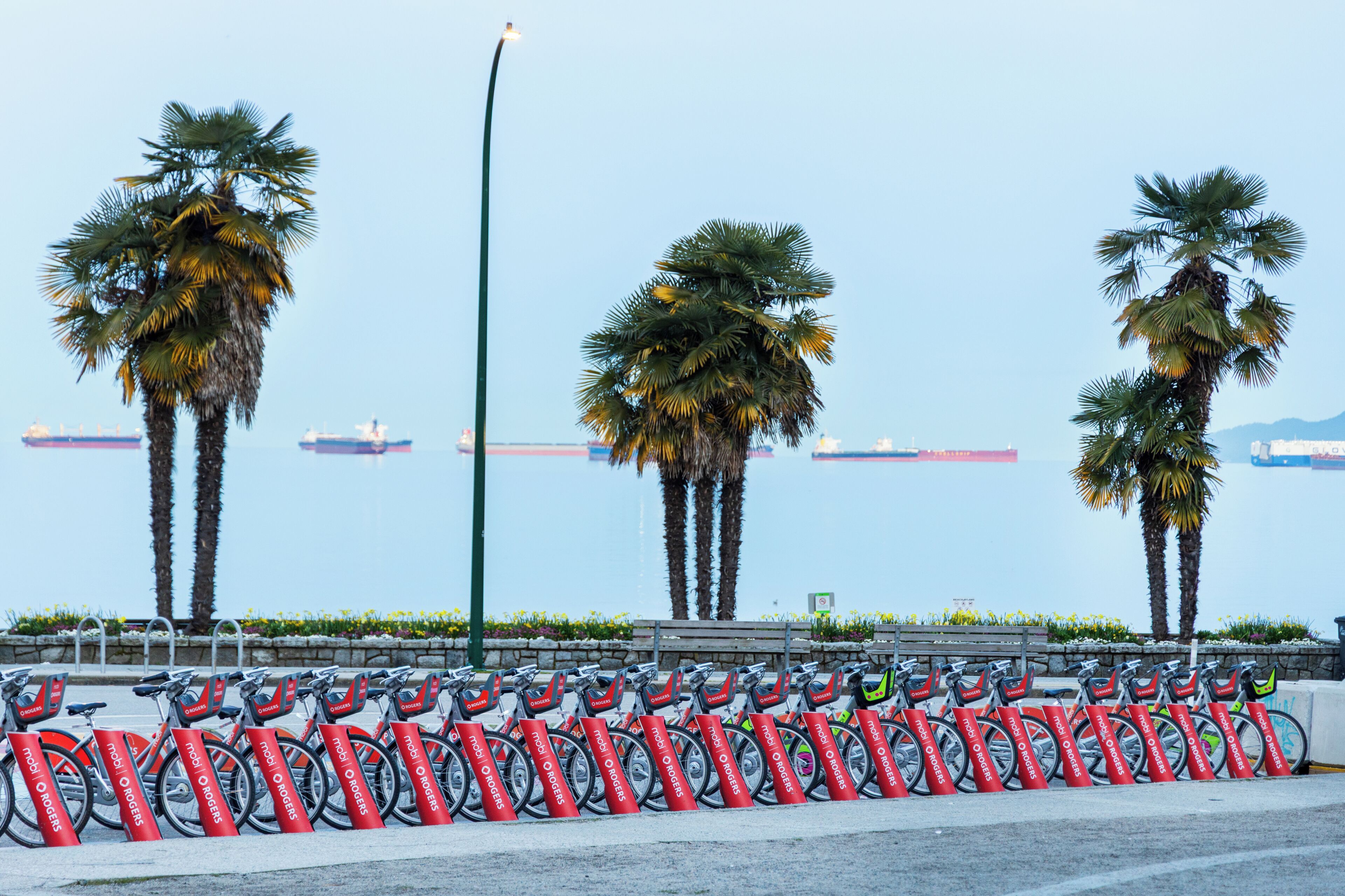 A row of bicycles parked in front of a waterfront with palm trees and a clear sky.