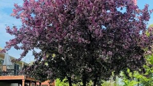 A tree with pink flowers in a grassy area with a house in the background. - City country, small Lake view, hot tub, game room fire place & lots of extras!  (Ham Lake)