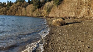 A pebbly beach with a calm river, surrounded by trees and a clear sky.
