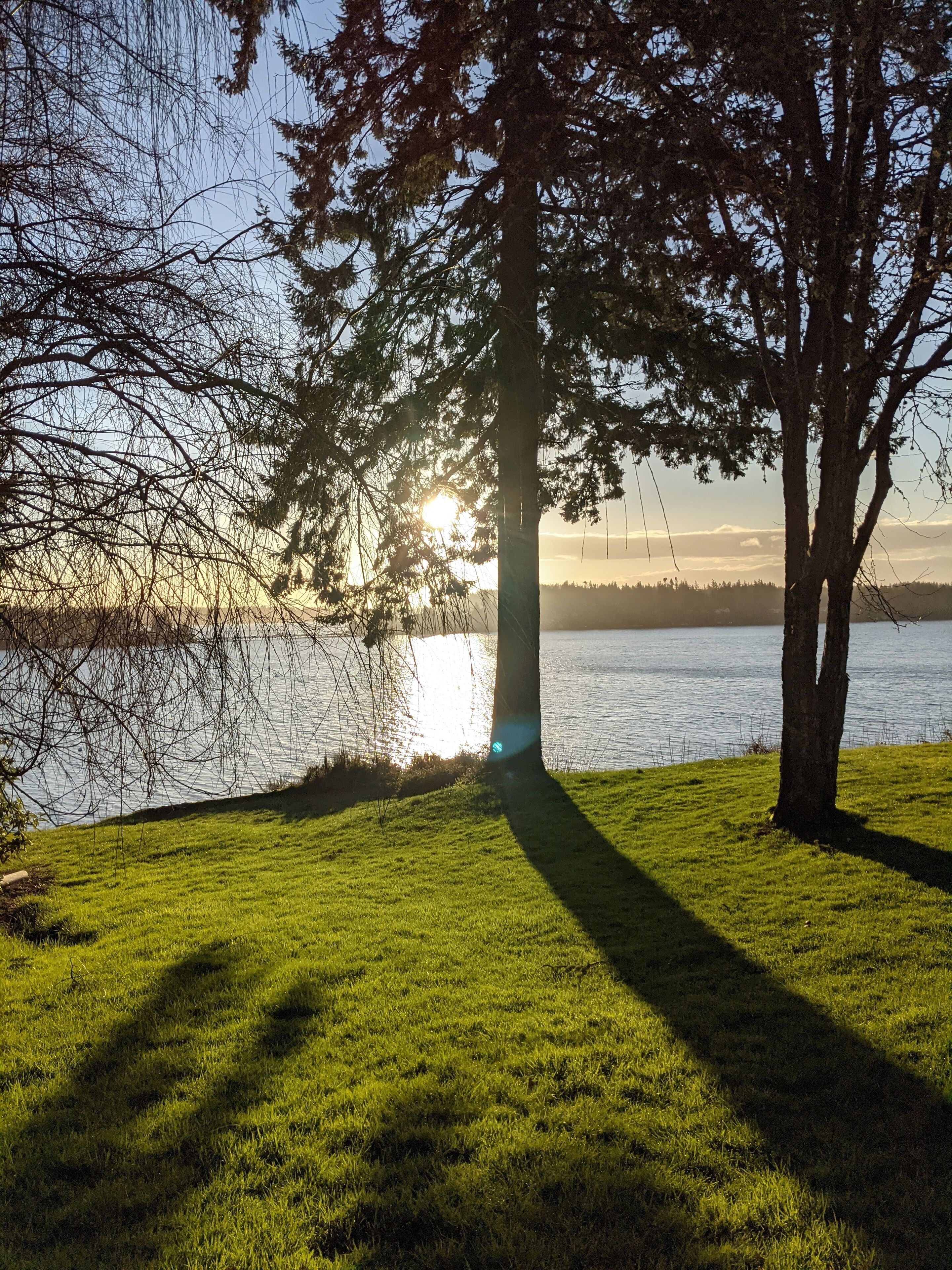 A grassy area with a large tree casting a shadow, a body of water, and the sun setting in the background.