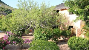 A courtyard with a thatched-roof building surrounded by lush greenery and flowering plants. - Casa Pájaros - Entire Lower Unit (Cabo Pulmo)