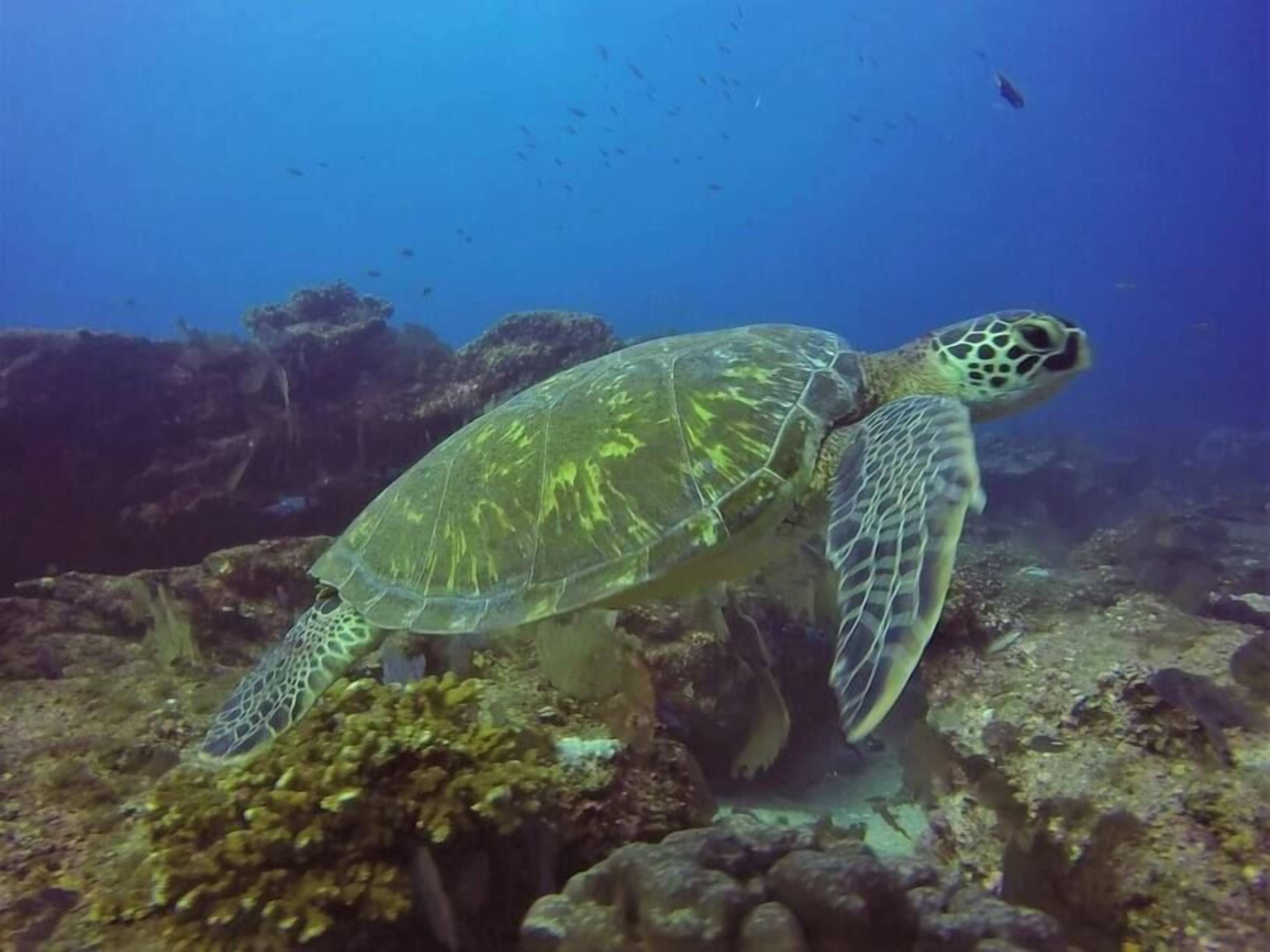 Una tortuga marina nedant prop d'un escull de corall.