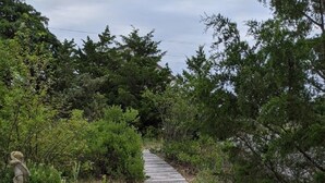 A wooden boardwalk path surrounded by dense greenery and trees. - Family friendly home w/  360 views of the bay and wild life preserve (Milton)