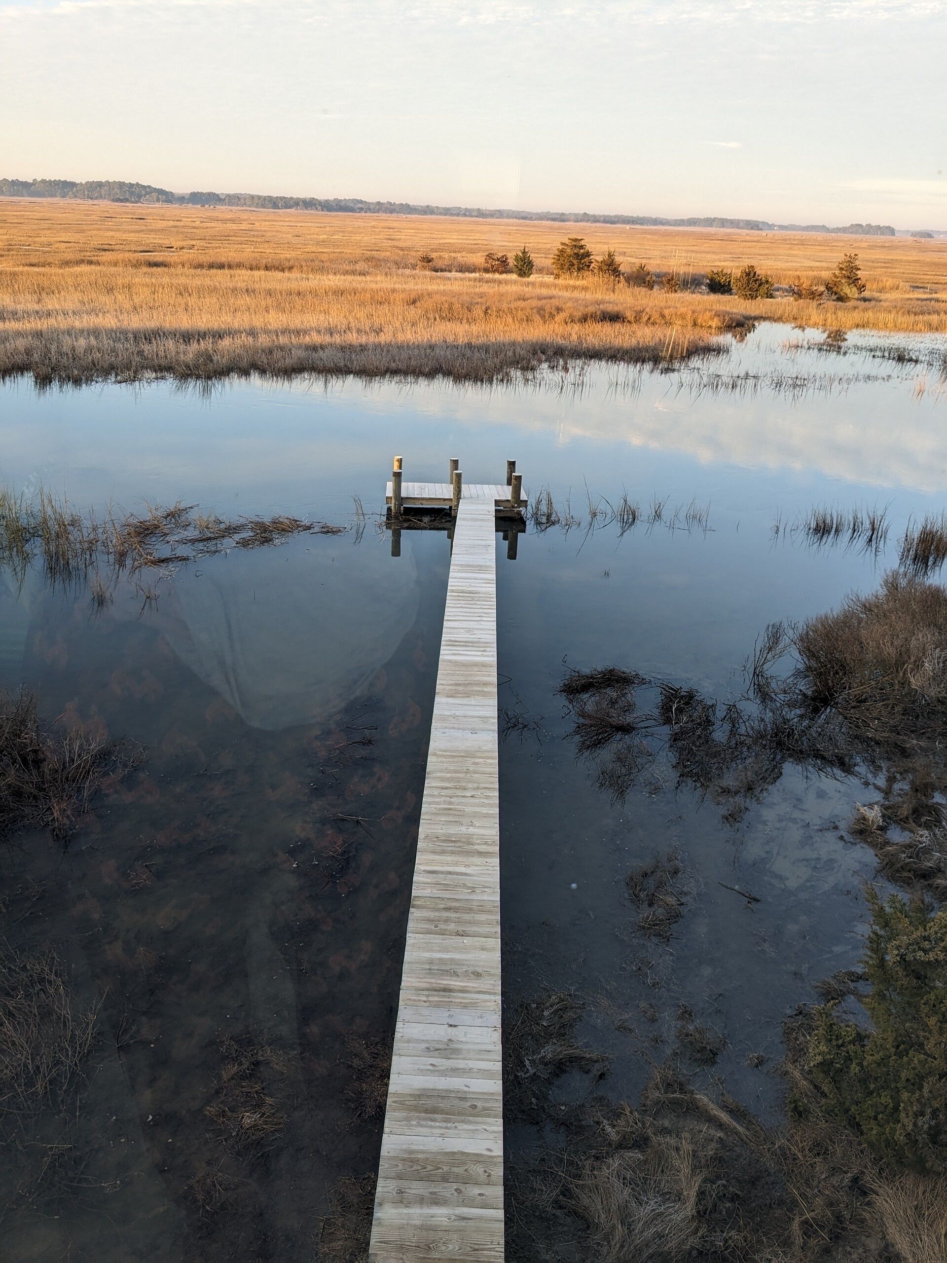 Een houten steiger die uitsteekt in een kalm waterlichaam, omringd door moerasgebied.