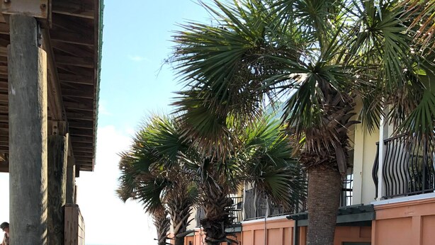 Una pasarela de madera con barandas, palmeras y un edificio al fondo.