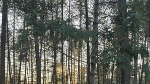 A wooden sign with the text "PEACEFUL HALET" in a forest setting. - Secluded Peaceful Chalet 1 Bdrm King Suite AC, Private Laundry Room (Bigfork)