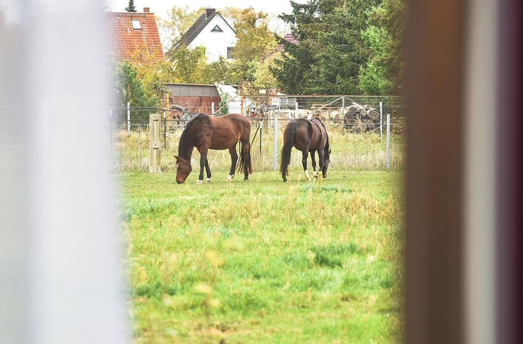 Dos caballos pastando en un campo cercado, con casas al fondo.