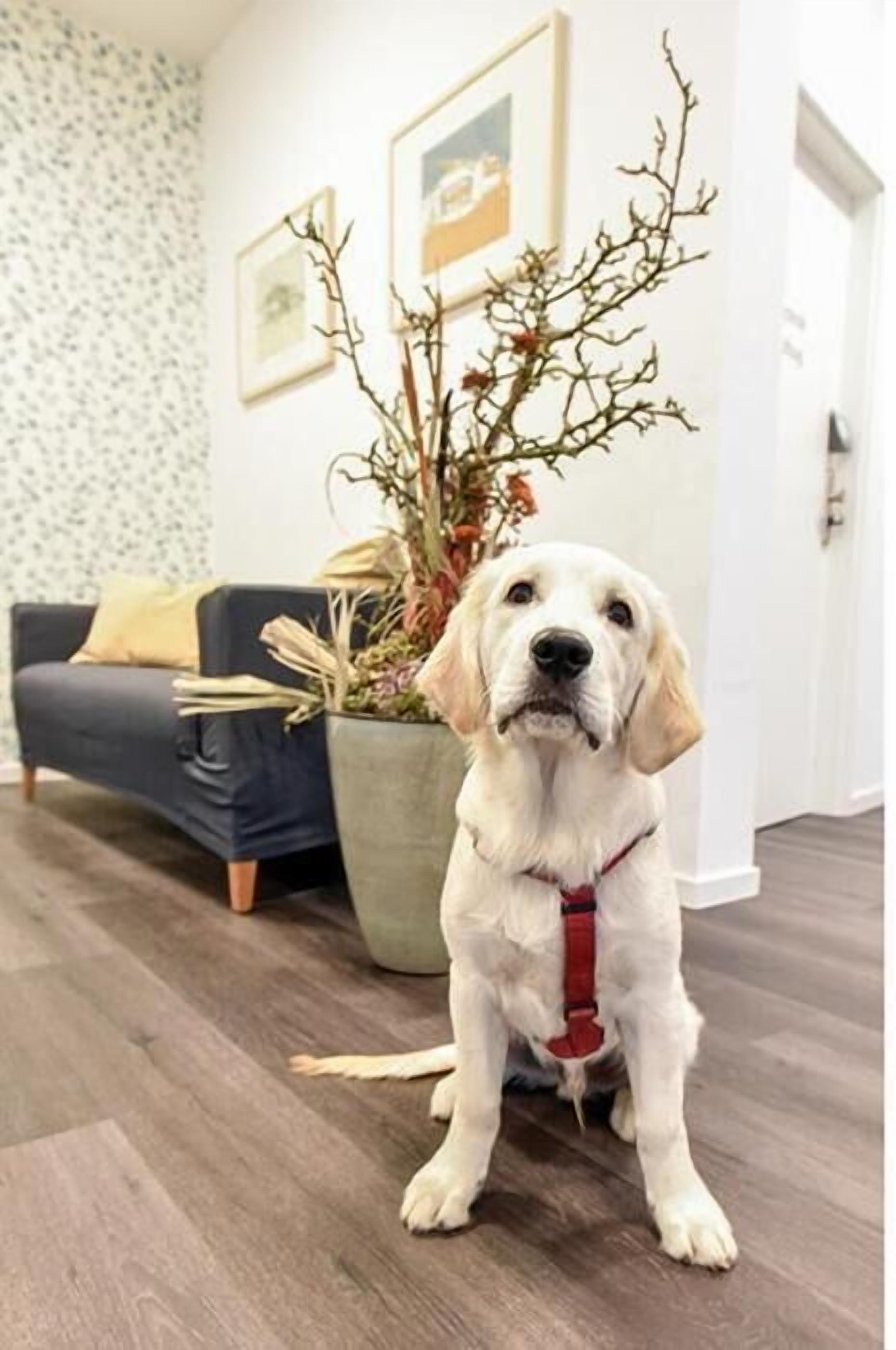 Un perro sentado en una habitación con un sofá gris, una planta en maceta y cuadros en la pared.
