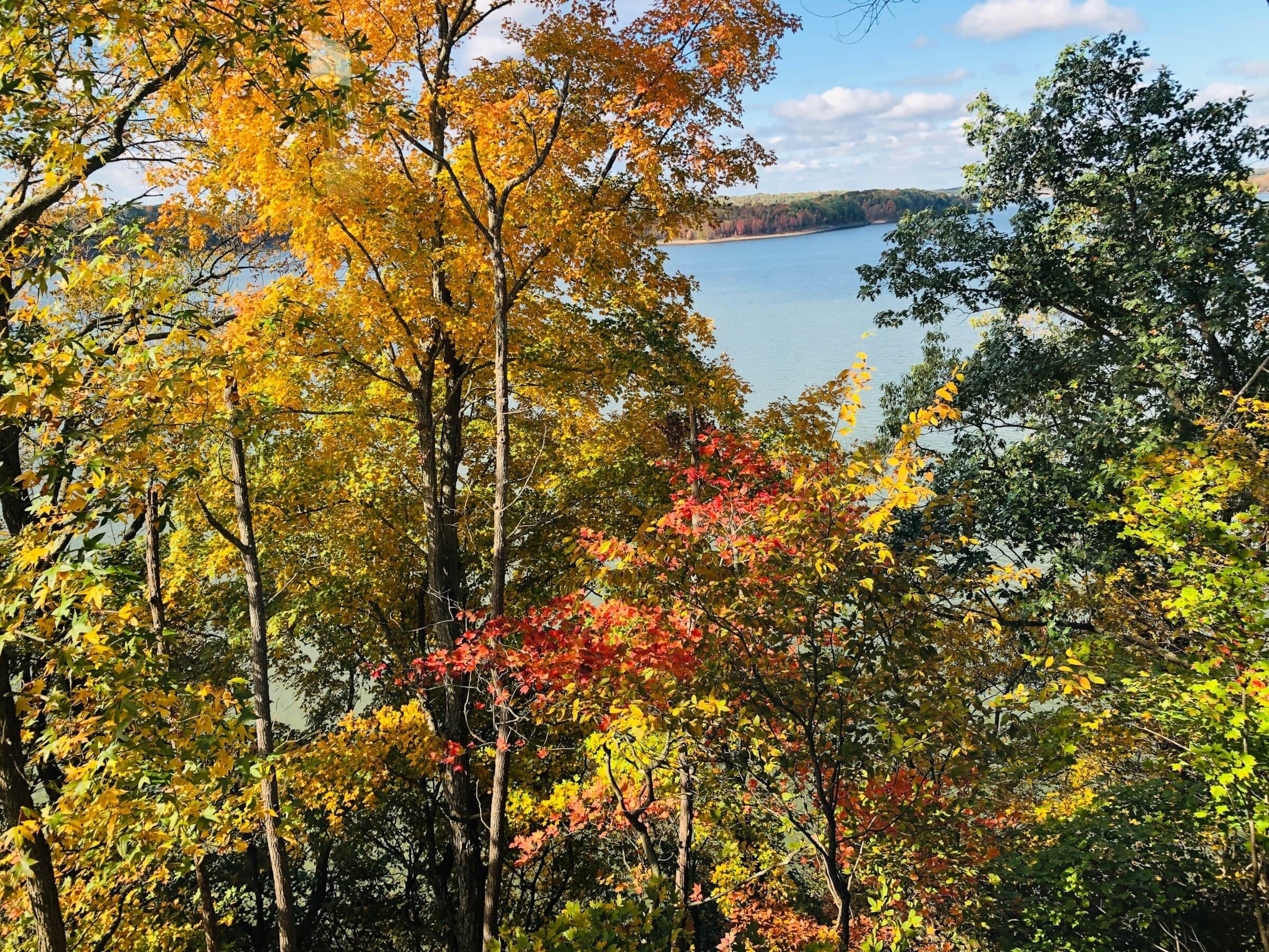 A forested area with a lake in the background.