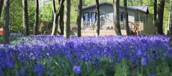 Hollicarrs - Woodland Lodge