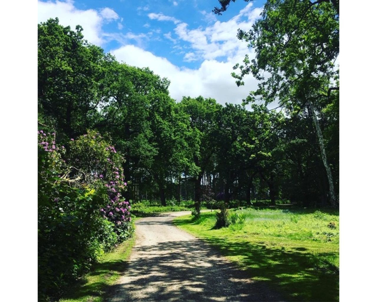 A rural road surrounded by dense greenery and trees.