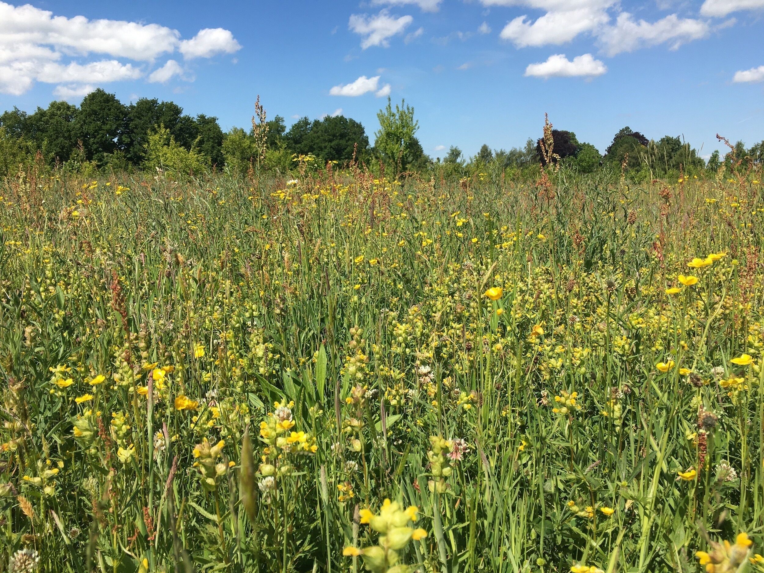 A field of yellow flowers with green foliage and trees in the background.