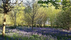 Un campo de flores moradas con árboles al fondo.