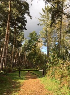Un sendero en un bosque que lleva a una estructura de madera, rodeada de árboles altos y vegetación.