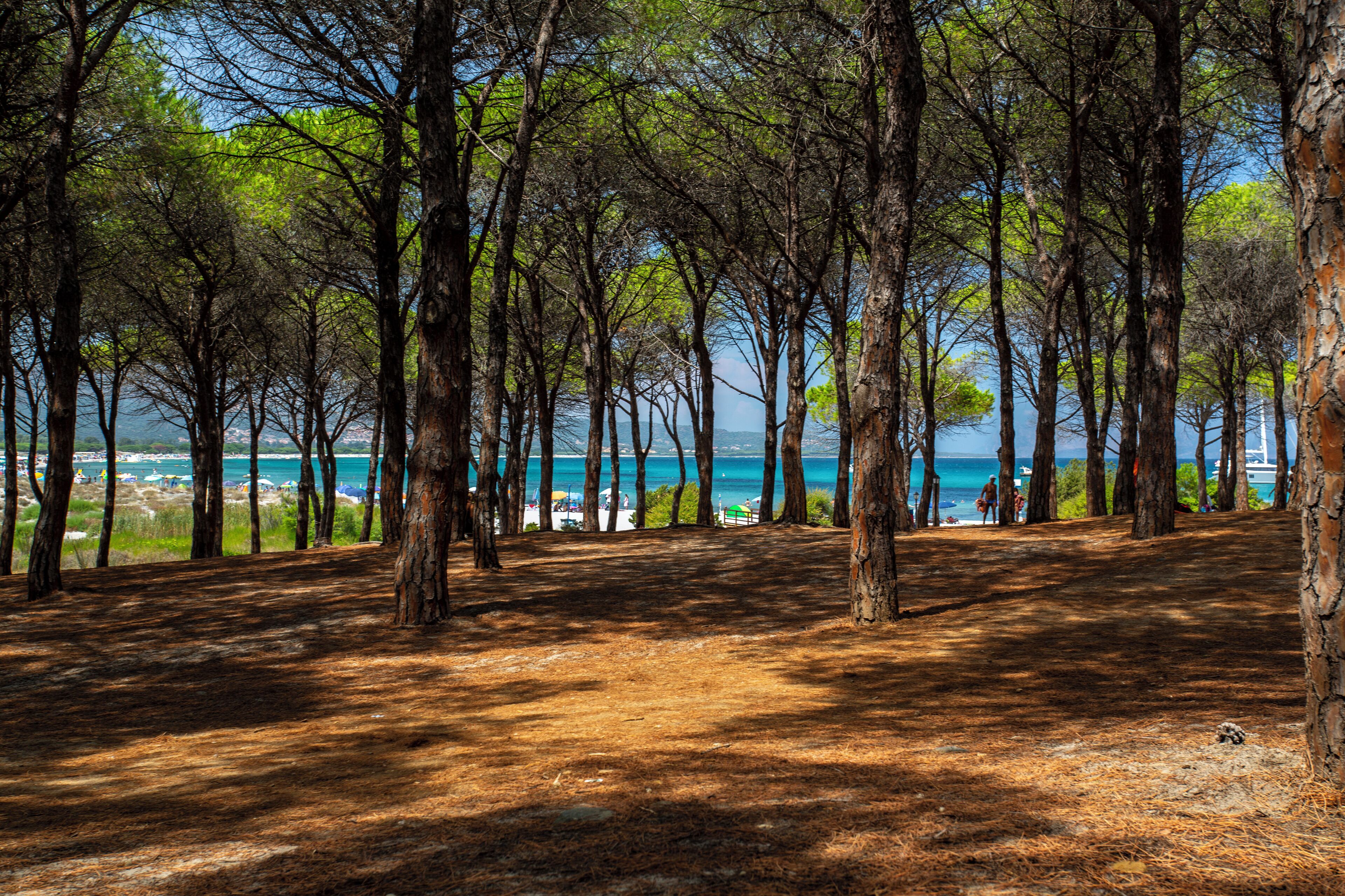 A forested area with a view of the sea.