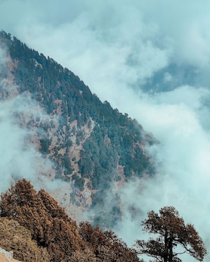 A mountainous landscape with dense forest and mist. - Golden Rock - AM Hotel Kollection (Dharamshala)