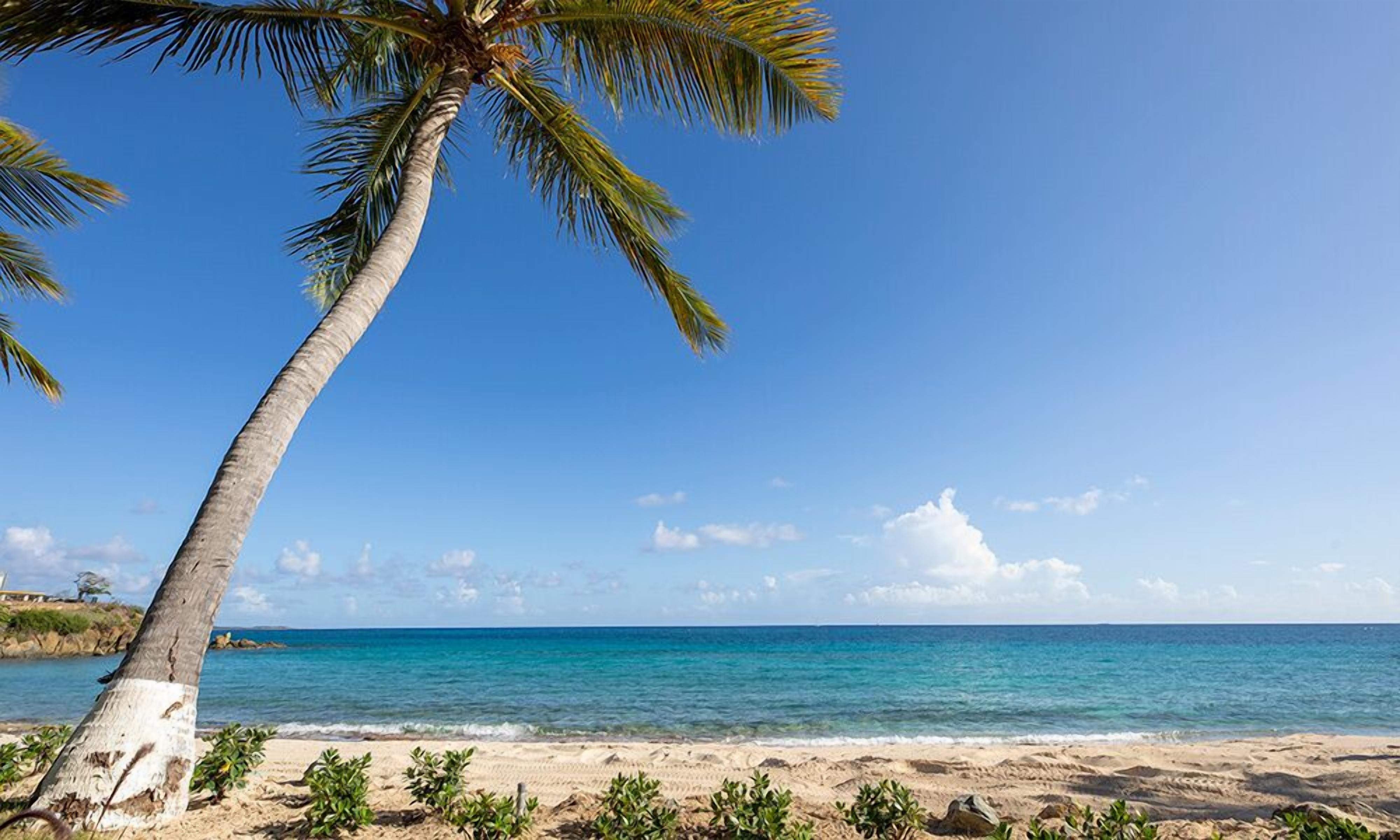 A beach with a palm tree, clear blue sky, and calm sea.