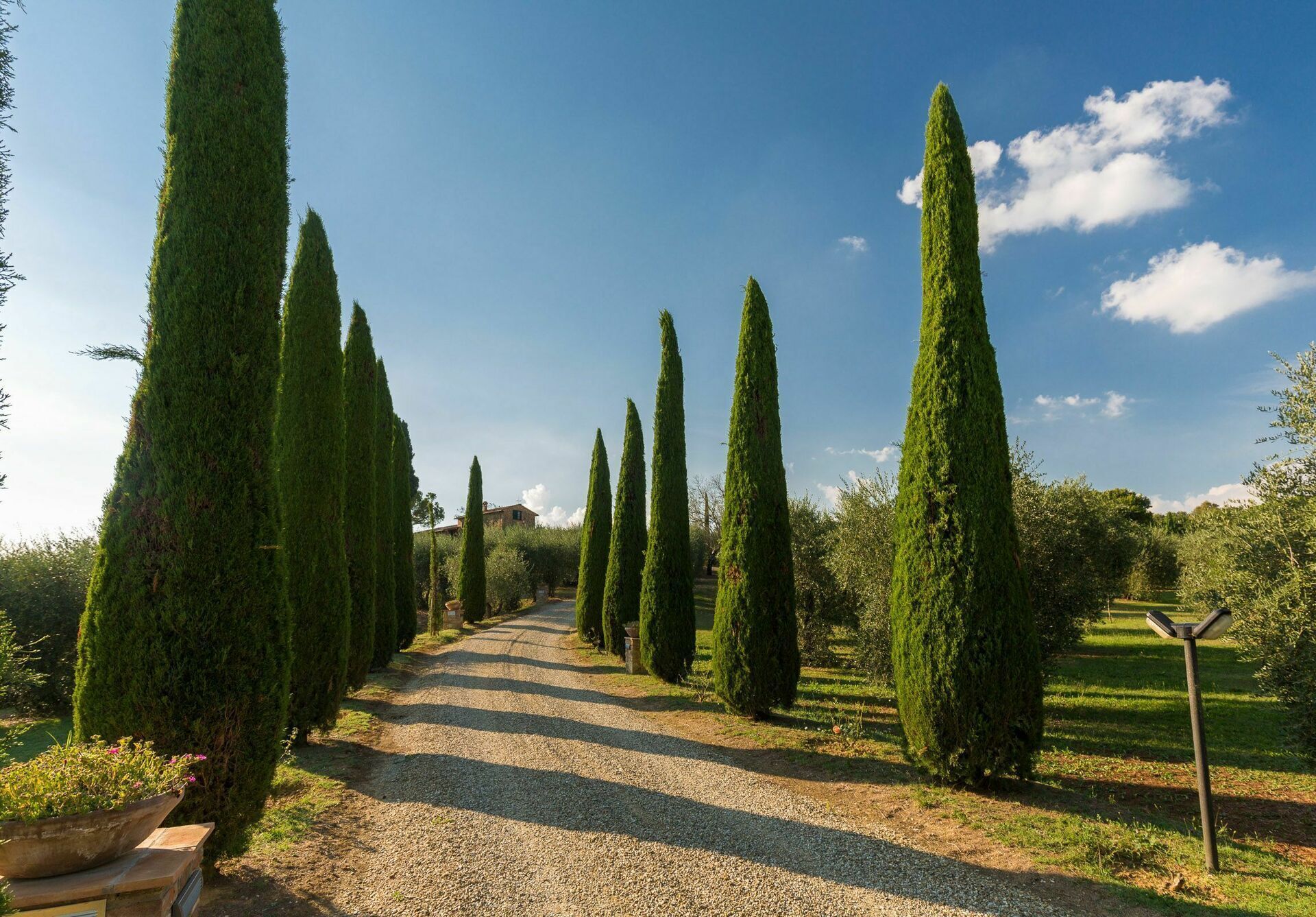 Un sentiero sterrato costeggiato da alberi alti e stretti in un giardino.