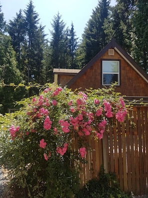 Property grounds - Dancing Trees Guest Suite (Comox)