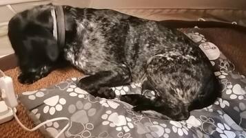 Cabin | 1 bedroom, free WiFi, bed sheets