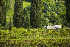 Vineyard