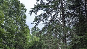 A circular outdoor seating area with four Adirondack chairs around a stone fire pit, surrounded by a grassy lawn and dense trees. - Knotty Pine Home- 2 Min Walk to Lake and Dock (Rangeley)