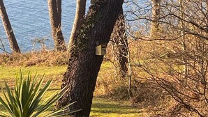 A wooden bench on a tree stump with a plaque, surrounded by grass and trees near a body of water.