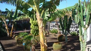 Un jardin avec des bananiers, des cactus et un mur de pierre.