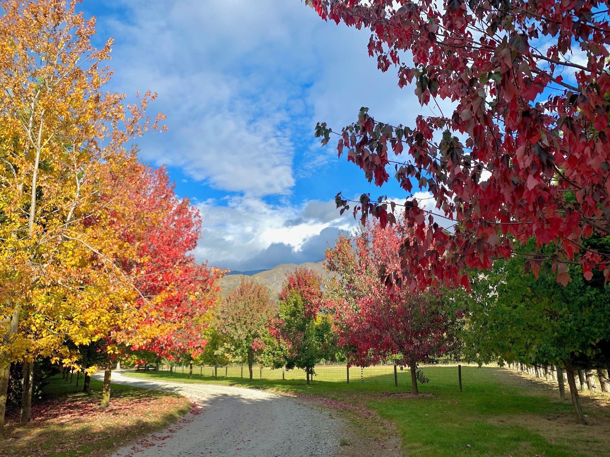A gravel path flanked by trees with autumn foliage.
