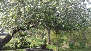 Un albero con fiori bianchi e una panchina di pietra in un prato.