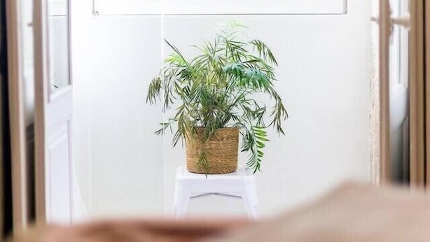 A room with a large window, a potted plant on a small table, and a bed with a brown blanket. - Jardins da Muralha Suite Downtown by DA'HOME (Porto)
