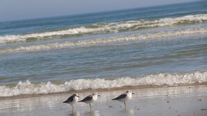 Une plage avec des vagues et trois oiseaux sur le sable.