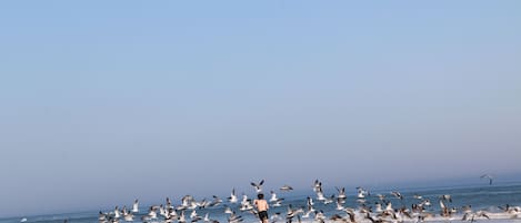 On the beach, sun loungers, beach towels