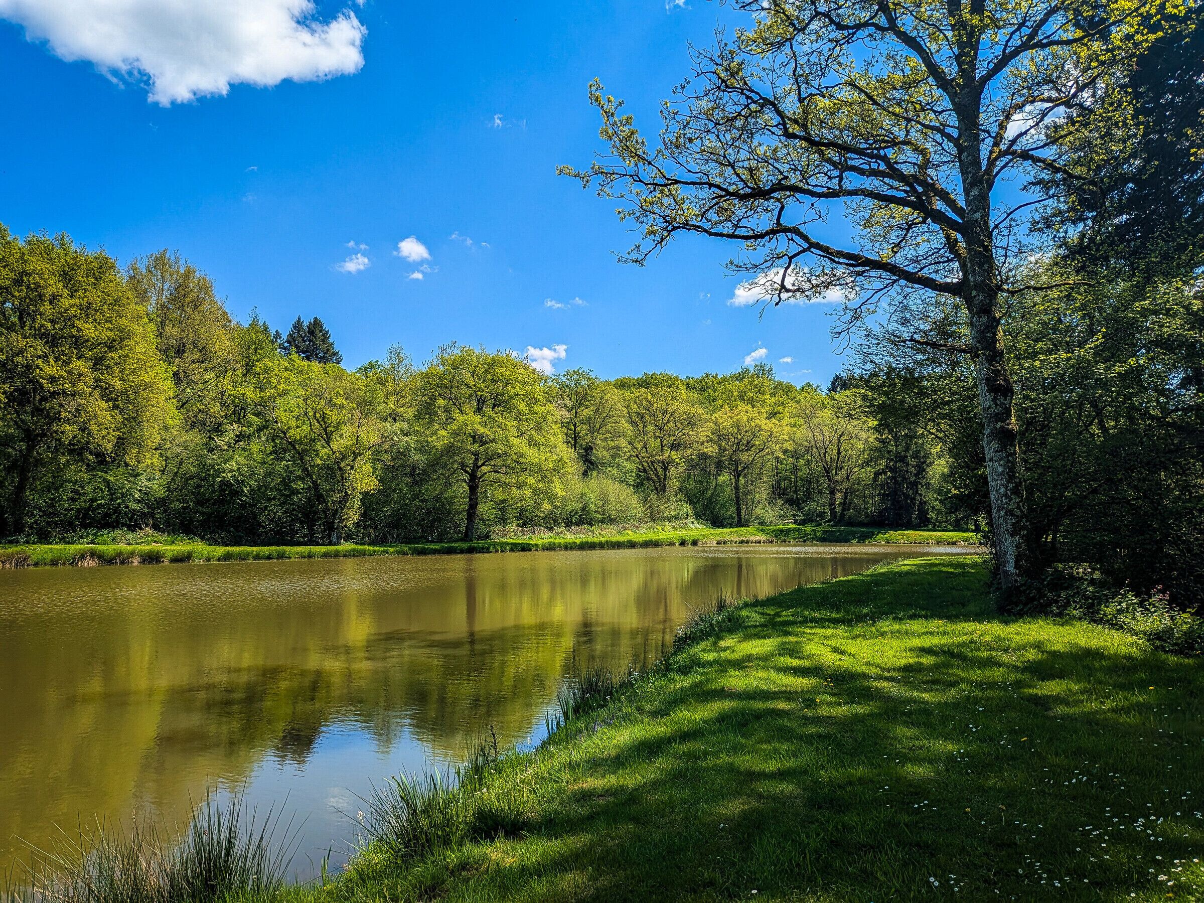Eine friedliche Flusslandschaft mit üppigem Grün und blauem Himmel.