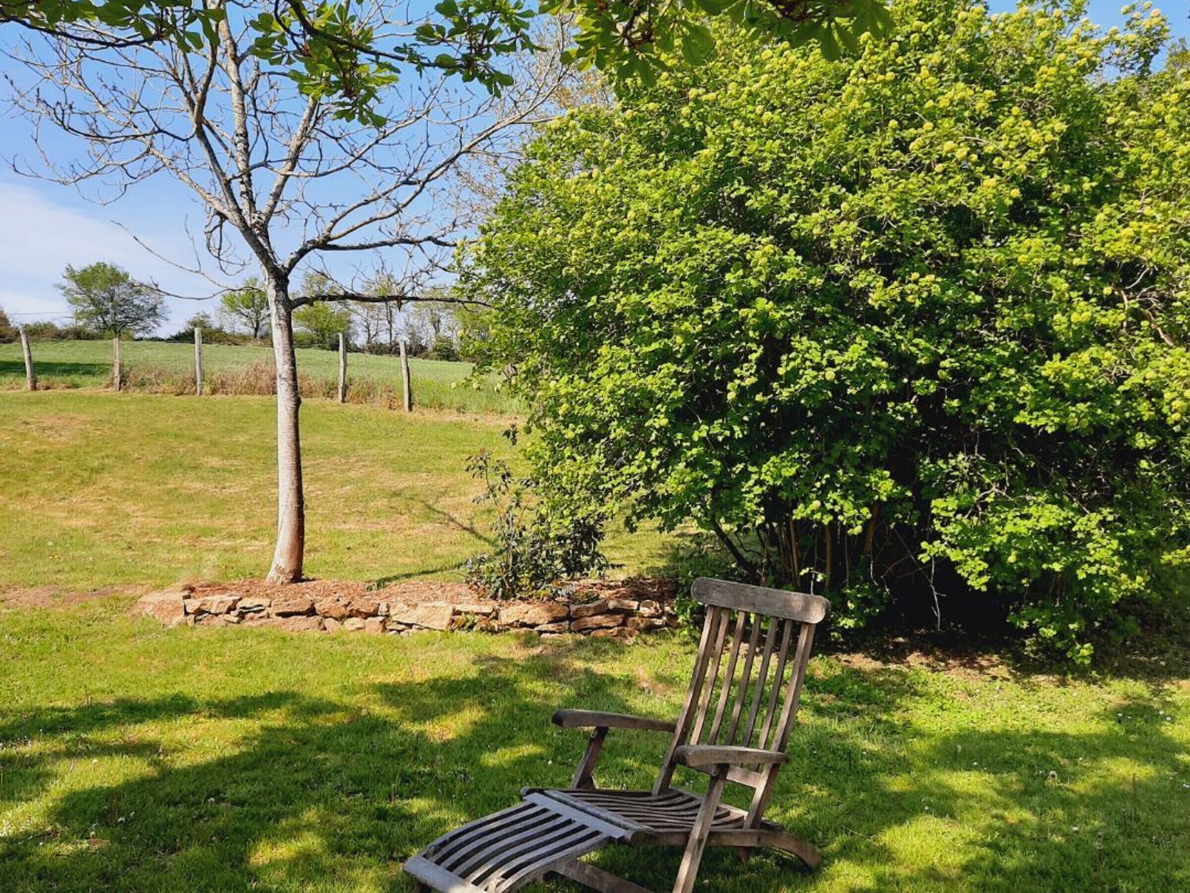 A bench in a grassy area with a tree and a bush in the background.
