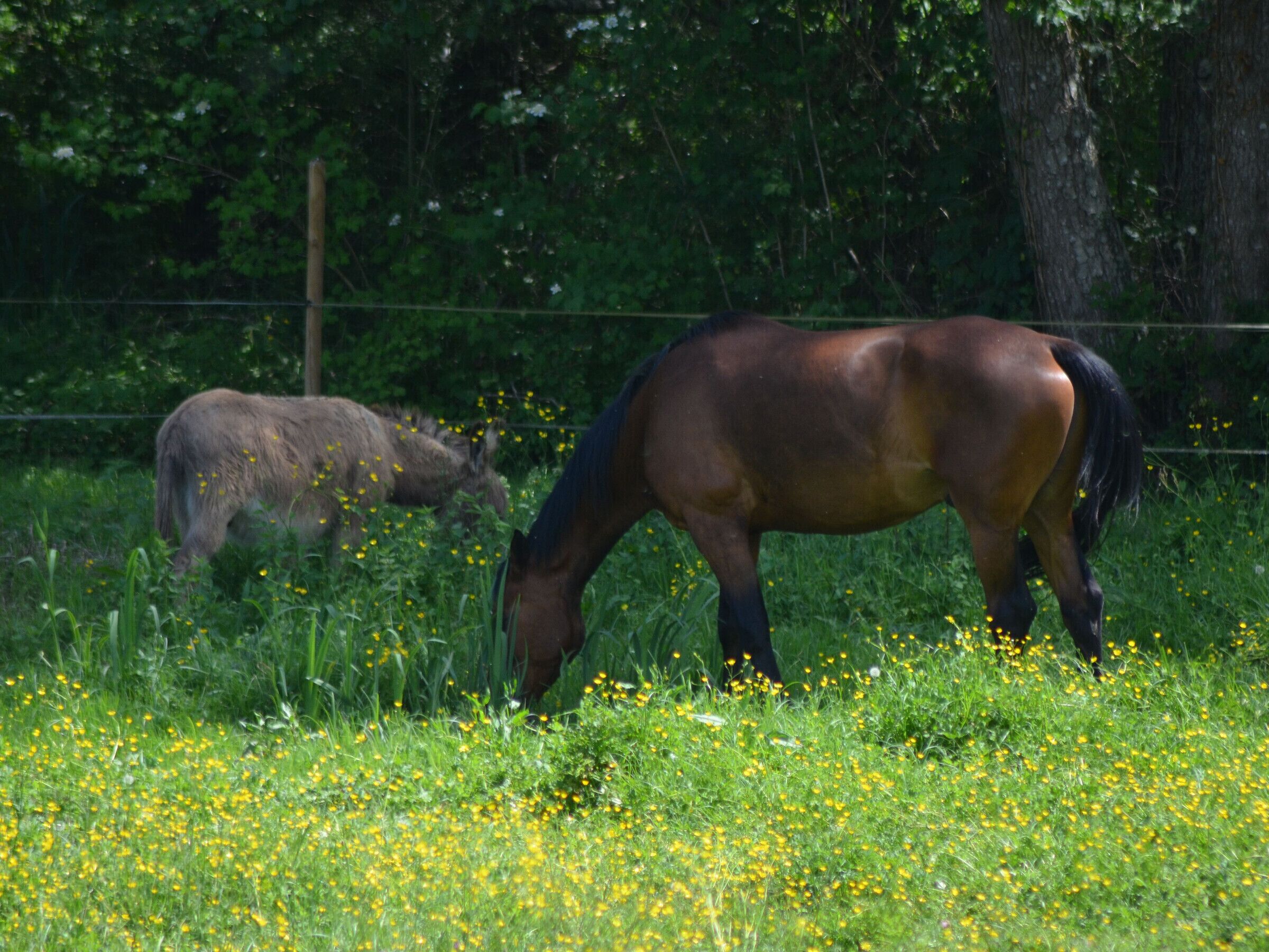 A horse grazing in a field with yellow flowers and a fence in the background.