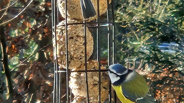 Une mangeoire à oiseaux remplie de graines, avec un oiseau perché dessus.