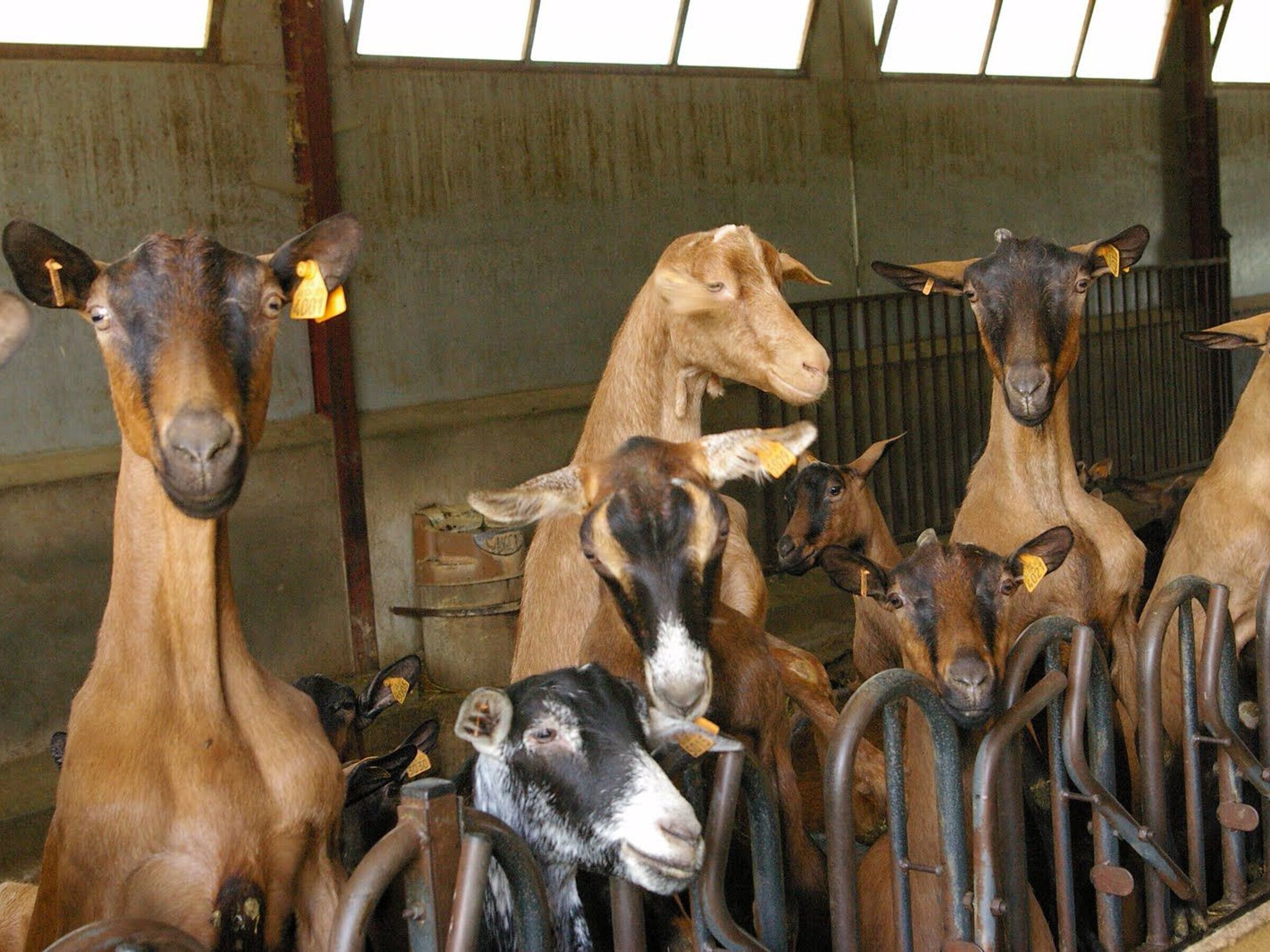 Um grupo de cabras em um celeiro com grades de metal e piso de concreto.