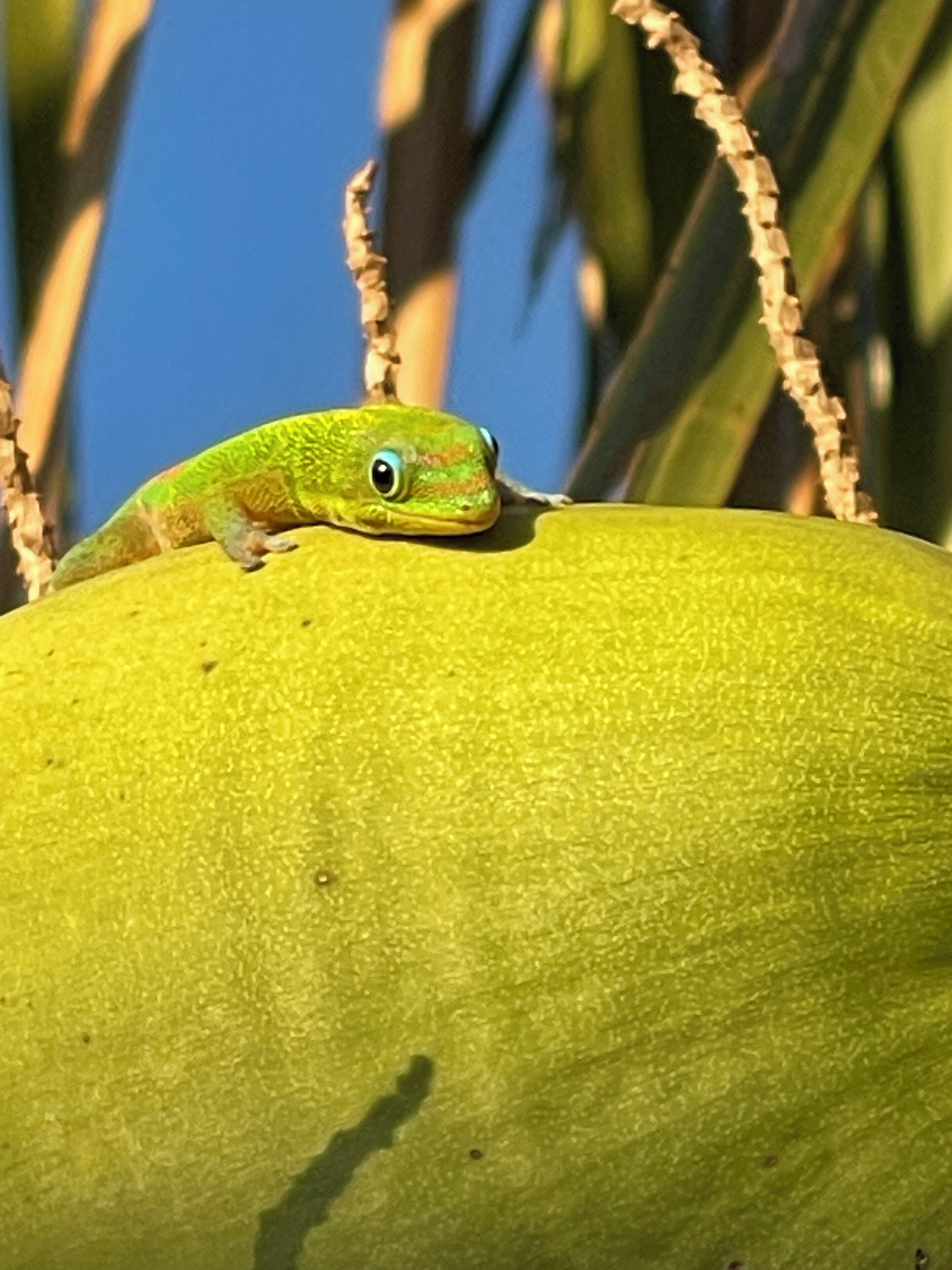 Una rana verde sobre una fruta amarilla.