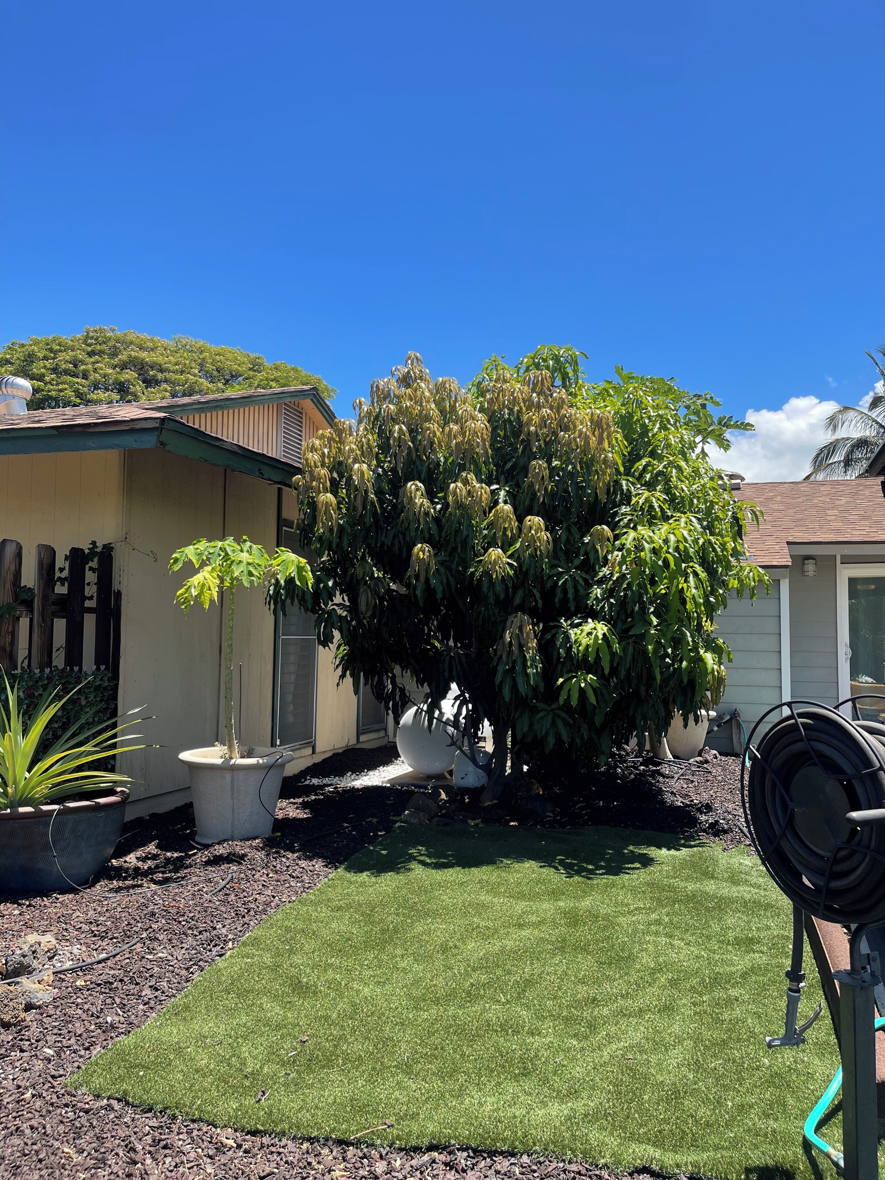 A residential backyard with a lawn, a large tree, and a house with a sloped roof.