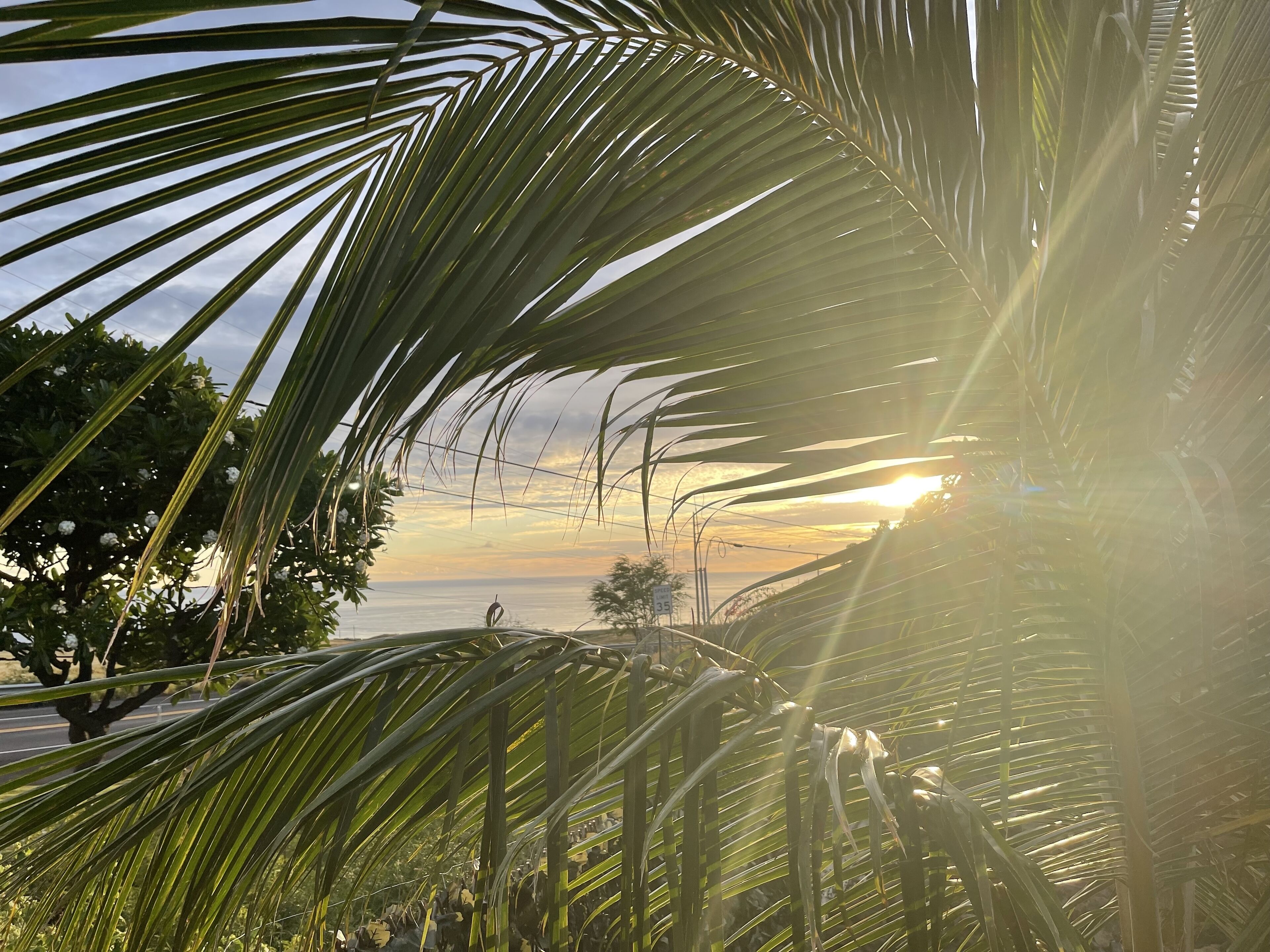 A palm tree with a view of the sunset over the ocean.