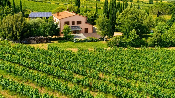 A vineyard with rows of grapevines, a building with solar panels, and a clear blue sky. - Tenuta Di Litiano Villa With Garden and Pool (Roccastrada)