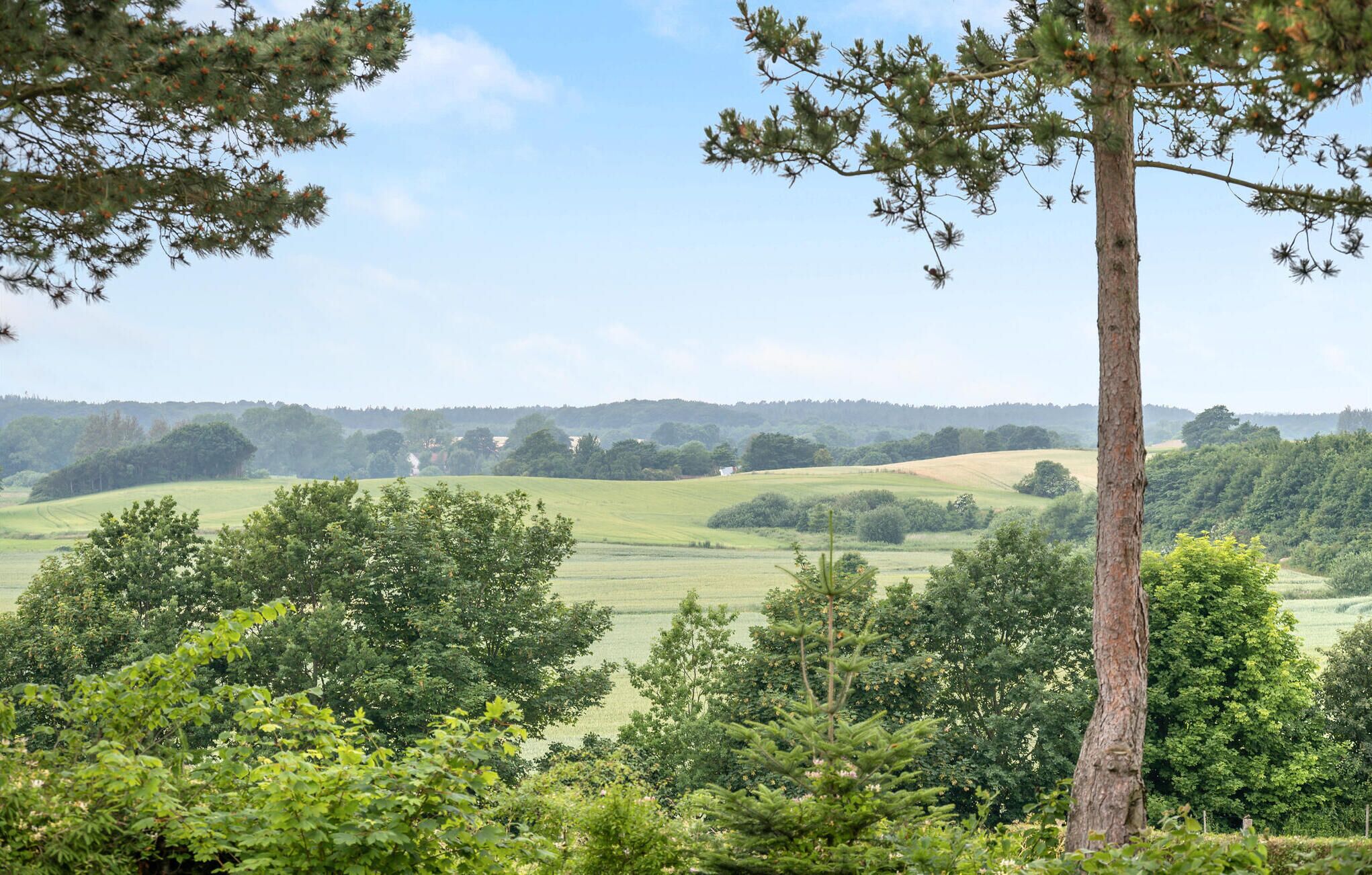 Een landschap met een opvallende boom op de voorgrond, een groen veld en een verre boomrij.
