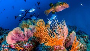 A vibrant coral reef with diverse marine life, including a prominent fish with a spotted pattern and orange sea fans.