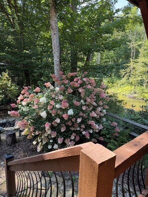 A wooden bench with a metal railing, surrounded by a garden with pink and white hydrangea bushes.